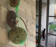 Er woont een muis bij ons in huis en de poes wordt er gek van